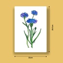 Centaurea Cyanus | A4 Wall Poster