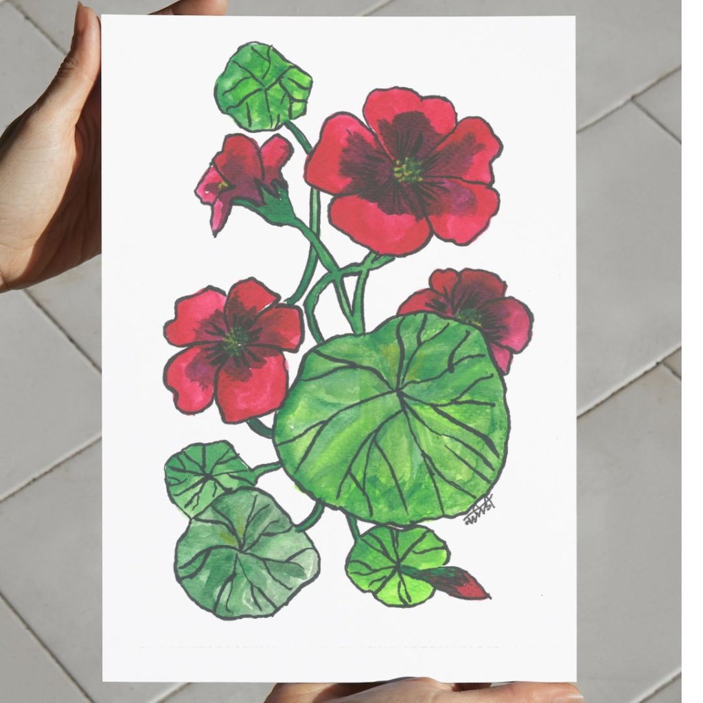 Tropaeolum Majesty | A4 Wall Poster