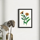 Peppy Petals - Calendula - A4 Size WallPoster  | 29.7 cm x 21 cm x 0.1 cm | Print on High Quality 300GSM Paper