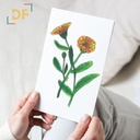 Peppy Petals - Calendula - A6 Card | 14.8 cm x 10.5 cm x 0.1 cm | Print on High Quality 300GSM Paper