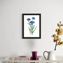 Peppy Petals - Centaurea-Cyanus - A5 Size TablePoster | 21 cm x 14.8 cm x 0.1 cm | Print on High Quality 300GSM Paper